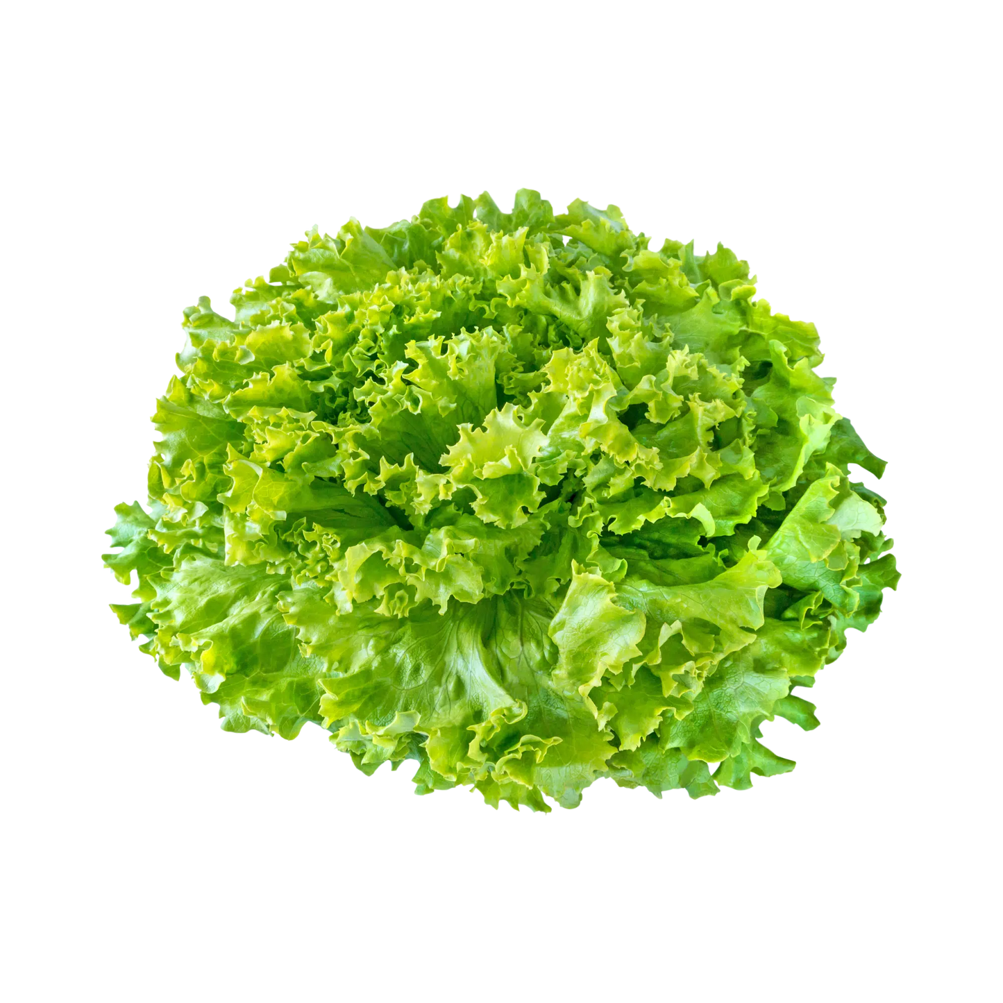 SALADE BATAVIA